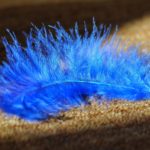 angel I feathers I color I meaning I blue