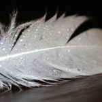 angel I feathers I color I meaning I white