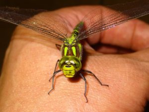 The Spiritual Meaning Of The Dragonfly Totem