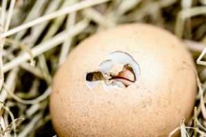 The Spiritual Meaning Of The Chickadee Totem