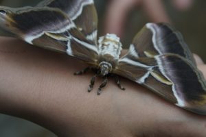 The Spiritual Meaning Of The Moth Totem.